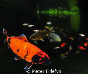 Pond of restaurant by Pieter Firlefyn 